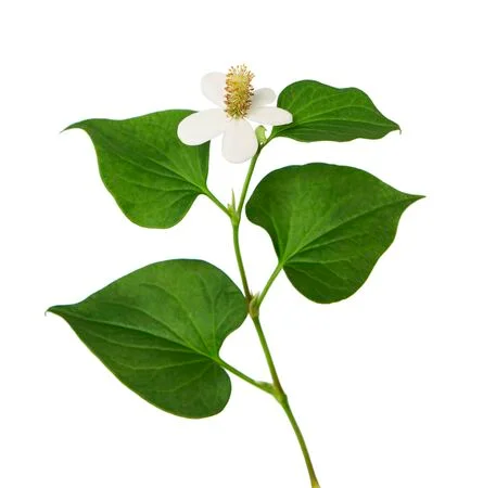 Houttuynia Cordata pianta
