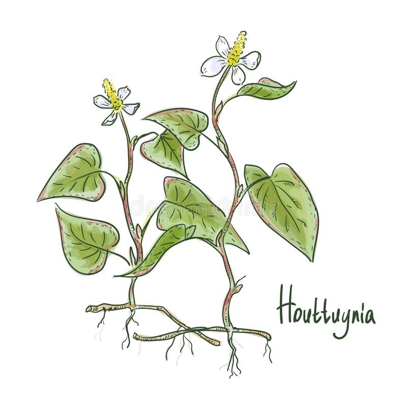 Houttuynia Cordata