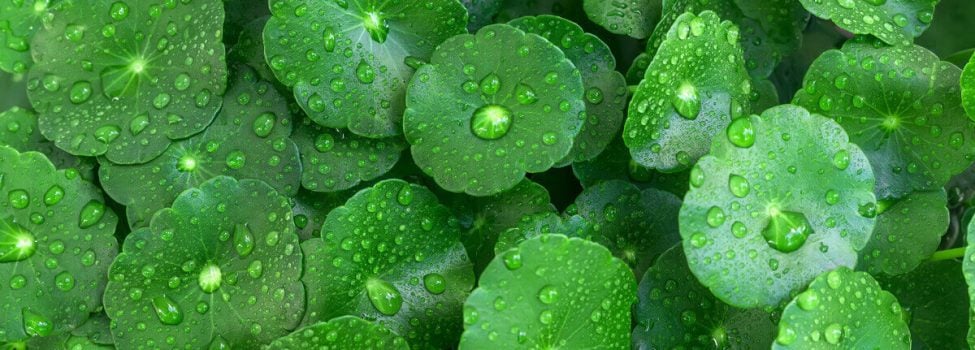 Foglie di Centella Asiatica Tiger grass